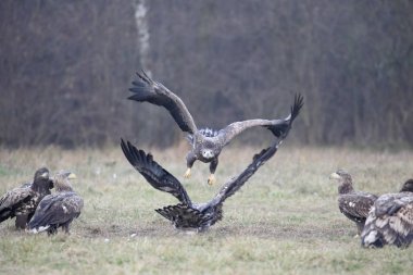 zee-zeearend, haliaeetus albicilla 
