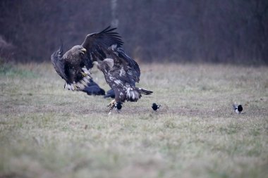 zee-zeearend, haliaeetus albicilla 