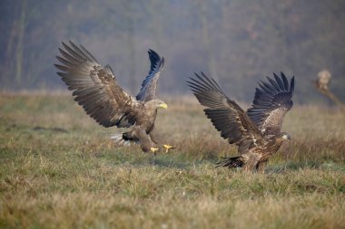 zee-zeearend, haliaeetus albicilla 