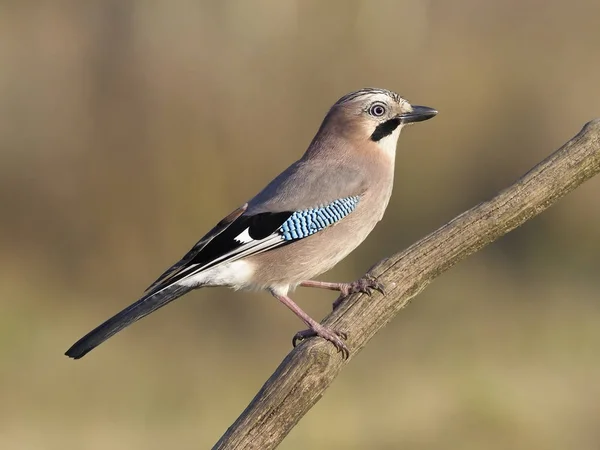 Jay, Garrulus glandarius — Stok fotoğraf