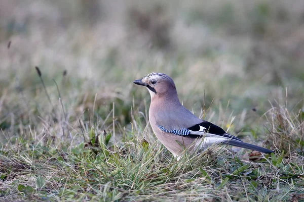 Jay, Garrulus glandarius — Stok fotoğraf