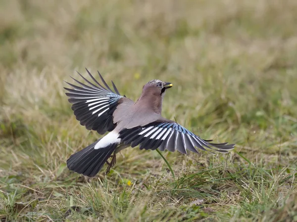 Jay, Garrulus glandarius — Stockfoto