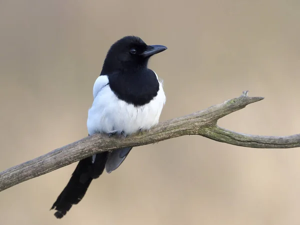 Magpie, Pica pica — Stock Photo, Image