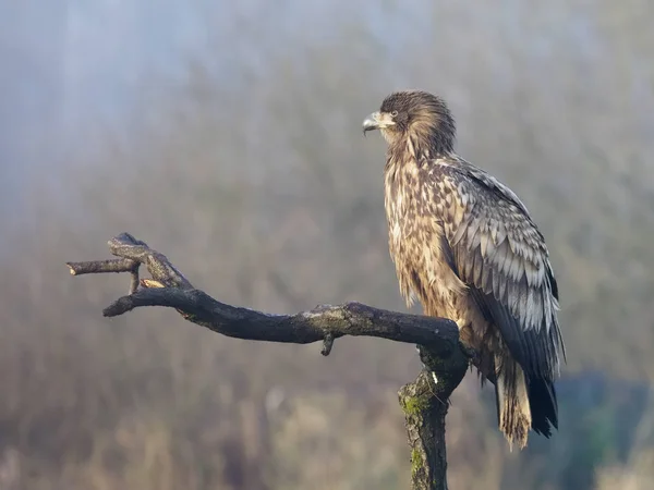 Zee-zeearend, haliaeetus albicilla — Stok fotoğraf