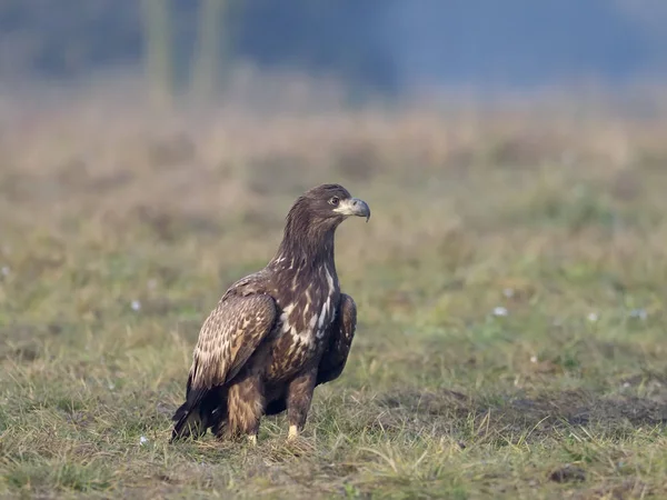 Vitstjärtad hav-örn, haliaeetus albicilla — Stockfoto