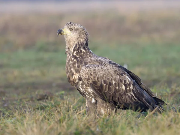 zee-zeearend, haliaeetus albicilla 