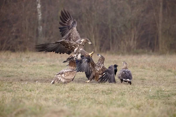 Vitstjärtad hav-örn, haliaeetus albicilla — Stockfoto