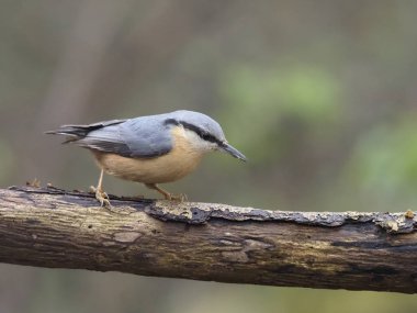 Sıvacı kuşu, sitta europaea