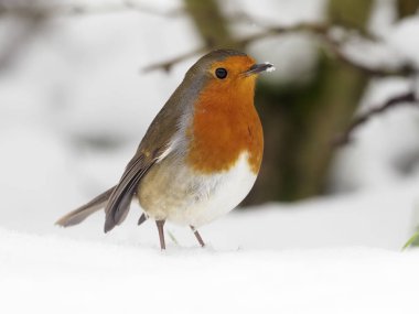 Robin, Erithacus rubecula