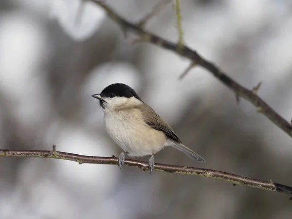 Marsh tit, Poecile palustris — kuvapankkivalokuva