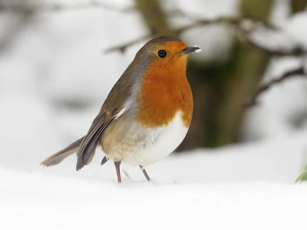 Robin, Erithacus rubecula — Stok fotoğraf