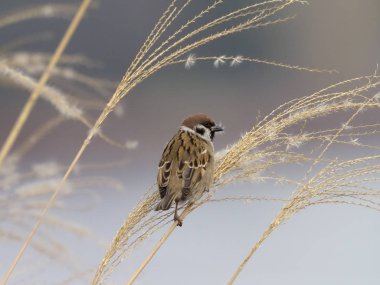 ağaç serçesi, passer montanus   