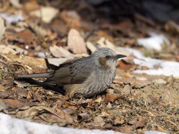 Braunohrbulbul, Hypsipetes amaurotis — Stockfoto