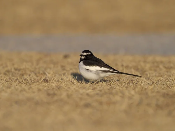 Queue d'aigle japonaise, Motacilla grandis — Photo