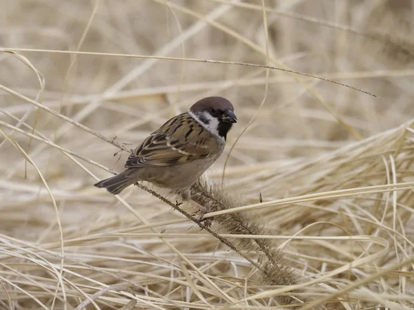 Ağaç serçesi, passer montanus — Stok fotoğraf