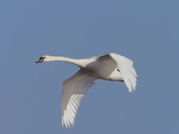 Mute Swan, cygnus color — стоковое фото