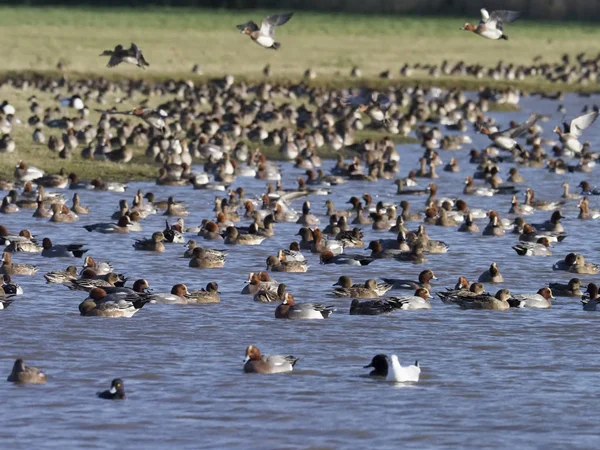 Wigeon, Anas Penelope — Fotografia de Stock