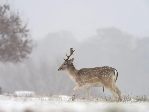 Fallow deer, Dama dama — Stock Photo, Image