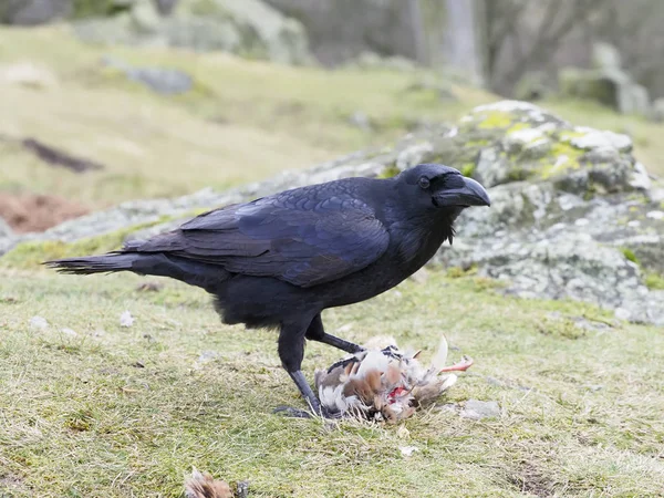 Raven, Corvus corax