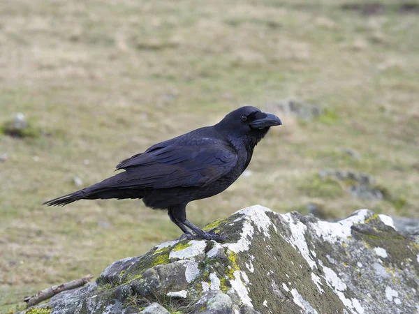 Raven, Corvus Corax — Stok Foto