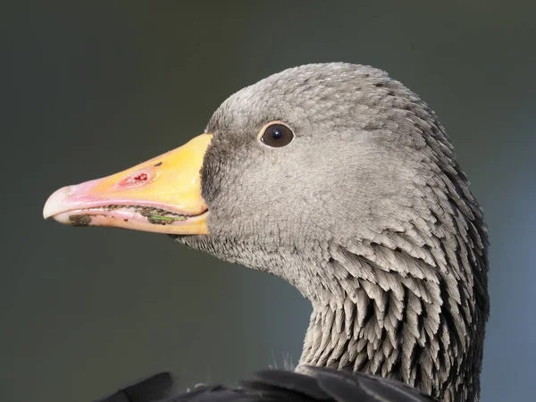 Ganso Greylag, Anser anser — Fotografia de Stock