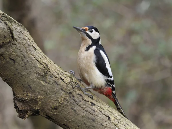 Picchio maculato, Dendrocopos major — Foto Stock