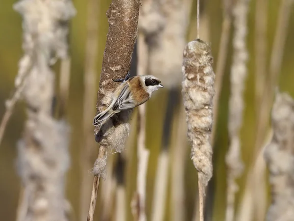 Penduline seins, Remiz pendulinus — Photo