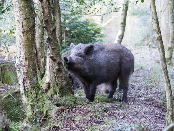 Wild boar, Sus scrofa — Stock Photo, Image