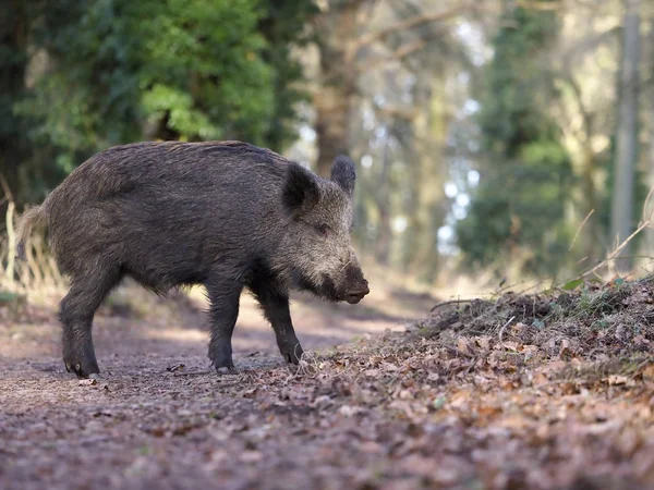 Wildschweine, Sus scrofa — Stockfoto