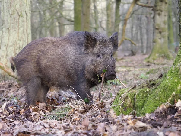 Wilde zwijnen, Sus scrofa — Stockfoto