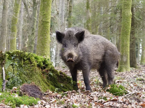 Yaban domuzu, Sus Scrofa — Stok fotoğraf
