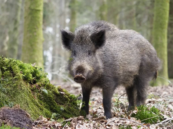 Wildschweine, Sus scrofa — Stockfoto