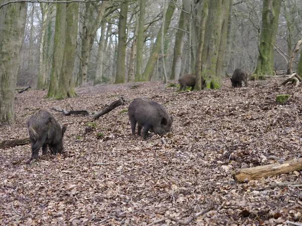 Wildschweine, Sus scrofa — Stockfoto