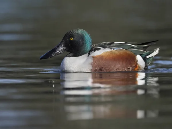 Northern shoveler, Anas clypeata — Stock Photo, Image