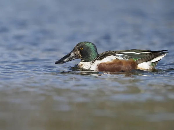 Northern shoveler, Anas clypeata — Stock Photo, Image