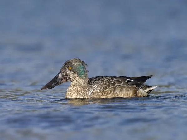 북부 shoveler, 아나 스 clypeata — 스톡 사진