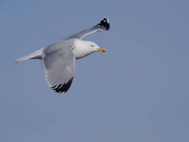 Ringa martı, Larus argentatus