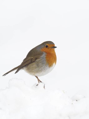 Robin, Erithacus rubecula 