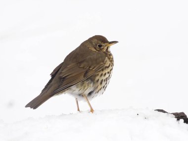 şarkı pamukçuk, turdus philomelos