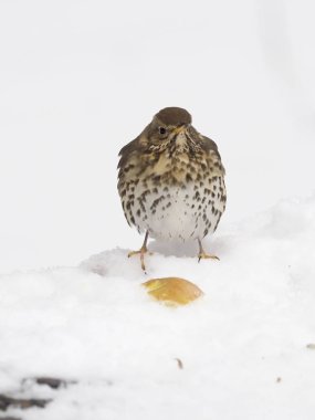 şarkı pamukçuk, turdus philomelos