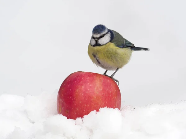 Blue tit, Parus caeruleus — Stock Photo, Image