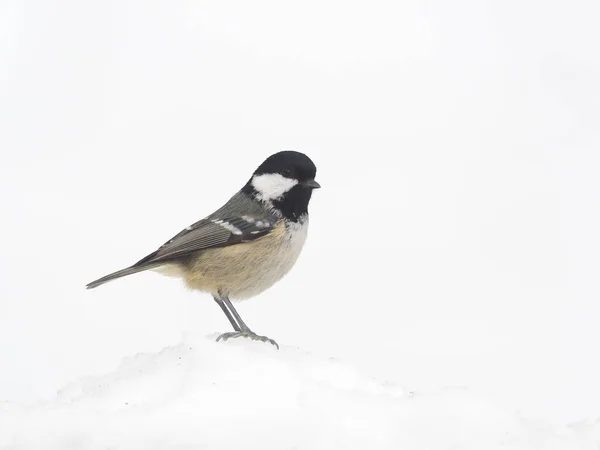 Teta de carbón, Parus ater —  Fotos de Stock