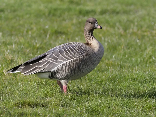 Pink-footed goose, Anser brachyrhynchus — Stock Photo, Image