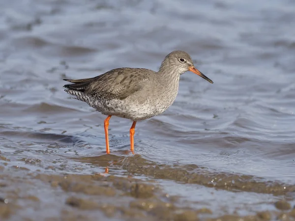 Rödbena, tringa totanus — Stockfoto