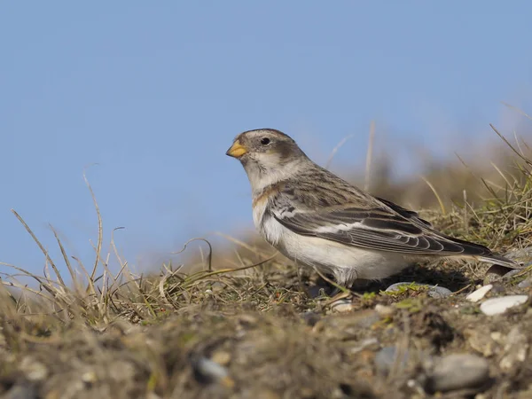 Snow bunting, Plectrophenax nivalis — Stock Photo, Image