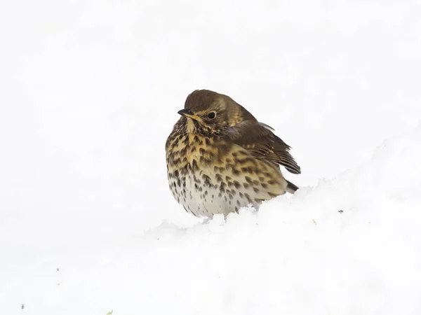 Drozd zpěvný, turdus philomelos — Stock fotografie