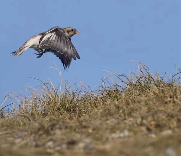 Bancada de neve, Plectrophenax nivalis — Fotografia de Stock