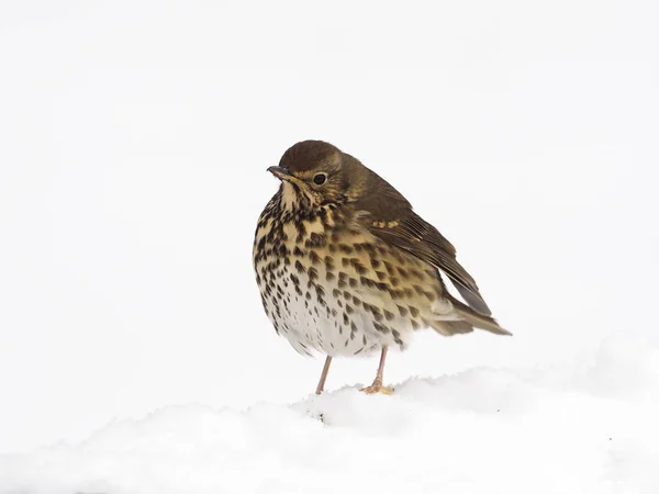 Tordo da canção, Turdus philomelos — Fotografia de Stock