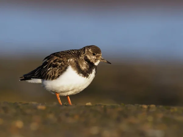 Turnstone, Arenaria interpres — Stock fotografie