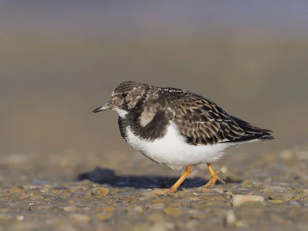 Turnstone，蚤 interpres — 图库照片